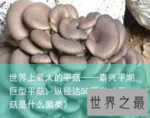 世界上最大的平菇——嘉兴平湖巨型平菇，纵径达50厘米（平菇是什么菌类）