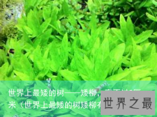 世界上最矮的树——矮柳，高不过5厘米（世界上最矮的树矮柳有多高）
