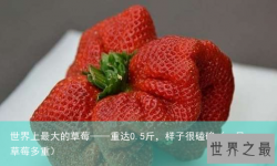 世界上最大的草莓——重达0.5斤，样子很磕碜（一只草莓多重）