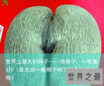 世界上最大的种子——海椰子，一粒重3斤（最大的一颗椰子树下面是什么植物）