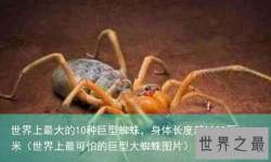 世界上最大的10种巨型蜘蛛，身体长度超过20厘米（世界上最可怕的巨型大蜘蛛图片）