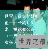 世界上最大的娃娃鱼——长约1.3米、重达40公斤（一斤多的娃娃鱼有多大）
