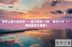 世界上最大的花菜——最大直径1.8米，重达54斤（一棵花菜多少重量）