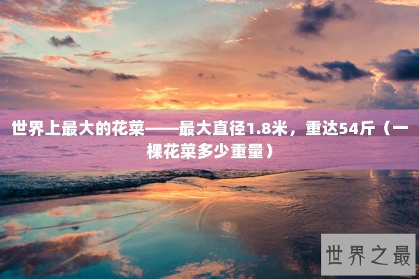 世界上最大的花菜——最大直径1.8米，重达54斤（一棵花菜多少重量）