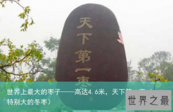 世界上最大的枣子——高达4.6米，天下第一枣（特别大的冬枣）