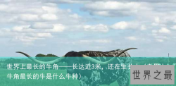 世界上最长的牛角——长达近3米，还在生长中（世界上牛角最长的牛是什么牛种）
