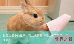 世界上最小的兔子，荷兰侏儒兔（荷兰侏儒兔最大能长多大）