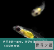 世界上最小的鱼，胖婴鱼体长仅7毫米（胖婴鱼寿命）