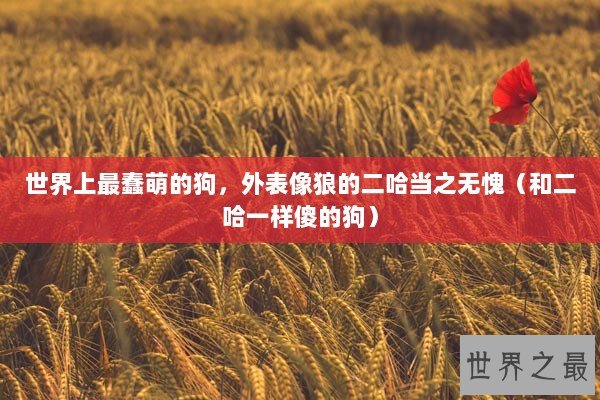 世界上最蠢萌的狗，外表像狼的二哈当之无愧（和二哈一样傻的狗）