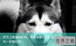 世界上最蠢萌的狗，外表像狼的二哈当之无愧（和二哈一样傻的狗）