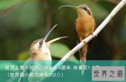 世界上最小的鸟，体长5.6厘米 体重仅1.8克（世界最小的鸟体长约2()）