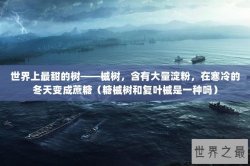 世界上最甜的树——槭树，含有大量淀粉，在寒冷的冬天变成蔗糖（糖槭树和复叶槭是一种吗