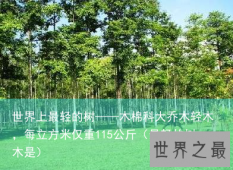世界上最轻的树——木棉科大乔木轻木，每立方米仅重115公斤（最轻的树木是）