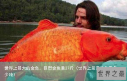 世界上最大的金鱼，巨型金鱼重27斤（世界上最重的鱼重多少吨）