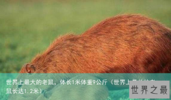 世界上最大的老鼠，体长1米体重9公斤（世界上最长的老鼠长达1.2米）
