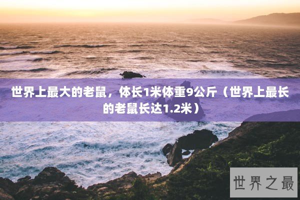 世界上最大的老鼠，体长1米体重9公斤（世界上最长的老鼠长达1.2米）