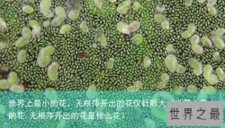 世界上最小的花，无根萍开出的花仅针眼大（世界上最小的花,无根萍开出的花是什么花）