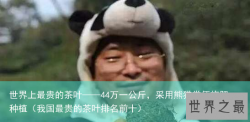 世界上最贵的茶叶——44万一公斤，采用熊猫粪便施肥种植（我国最贵的茶叶排名前十）