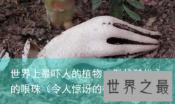 世界上最吓人的植物，形状酷似人的眼珠（令人惊讶的植物）