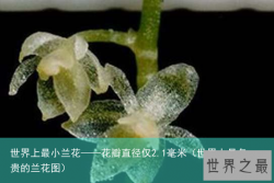 世界上最小兰花——花瓣直径仅2.1毫米（世界上最名贵的兰花图）