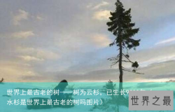 世界上最古老的树——树为云杉，已生长9500年（水杉是世界上最古老的树吗图片）