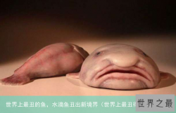 世界上最丑的鱼，水滴鱼丑出新境界（世界上最丑得鱼）