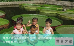 世界上叶片最大的水生植物，直径达到3米以上（最大的水生植物是什么）