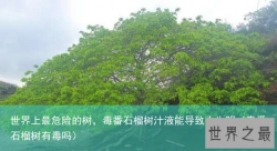 世界上最危险的树，毒番石榴树汁液能导致人失明（毒番石榴树有毒吗）