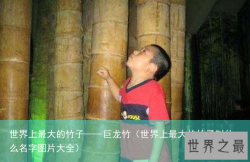 世界上最大的竹子——巨龙竹（世界上最大的竹子叫什么名字图片大全）