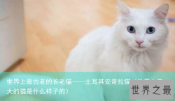 世界上最古老的长毛猫——土耳其安哥拉猫（世界上最大的猫是什么样子的）