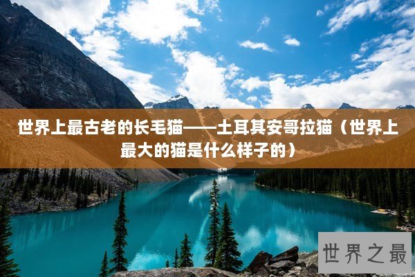 世界上最古老的长毛猫——土耳其安哥拉猫（世界上最大的猫是什么样子的）