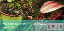 世界上最大的肉食植物——马来王猪笼草（世界上最高的食草动物）