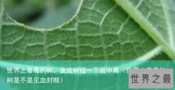 世界上最毒的树，金皮树碰一下就中毒（世界上最毒的树是不是见血封喉）