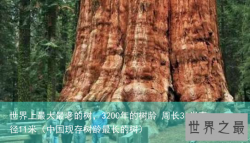 世界上最大最老的树，3200年的树龄 周长31米直径11米（中国现存树龄最长的树）