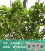 世界上最毒的树木，箭毒木的树汁有剧毒（毒药树有毒吗）