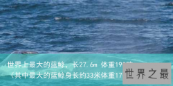 世界上最大的蓝鲸，长27.6m 体重190吨（其中最大的蓝鲸身长约33米体重170吨）