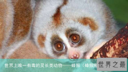 世界上唯一有毒的灵长类动物——蜂猴（蜂猴哪里有毒）