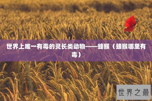 世界上唯一有毒的灵长类动物——蜂猴（蜂猴哪里有毒）