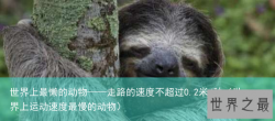世界上最懒的动物——走路的速度不超过0.2米/秒（世界上运动速度最慢的动物）
