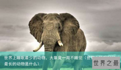 世界上睡眠最少的动物，大象竟一周不睡觉（世界上睡眠时间最长的动物是什么）