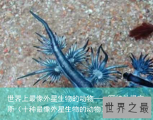 世界上最像外星生物的动物——阿特兰提库斯（十种最像外星生物的动物）