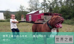 世界上最大的斗牛犬——重达79公斤（法国斗牛犬体型尺寸）