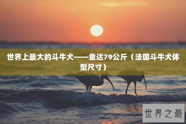 世界上最大的斗牛犬——重达79公斤（法国斗牛犬体型尺寸）