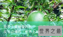 世界上最神奇的树——炸弹树，果实可以爆炸（世界上有爆炸树吗）