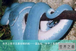 世界上最罕见最珍稀的蛇——蓝血蛇（世界上最奇怪的一百种蛇）