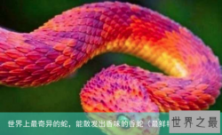 世界上最奇异的蛇，能散发出香味的香蛇（最鲜艳的蛇）