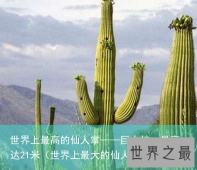 世界上最高的仙人掌——巨人柱，最高达21米（世界上最大的仙人柱）