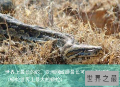 世界上最长的蛇，亚洲网纹蟒最长可以达到12米（蟒蛇世界上最大的蟒蛇）
