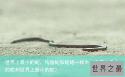 世界上最小的蛇，钩盲蛇和蚯蚓一样大（世界上最大的蛇和世界上最小的蛇）
