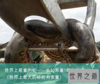 世界上最重的蛇——长10米重1吨的巨蟒（世界上最大的蟒蛇有多重）